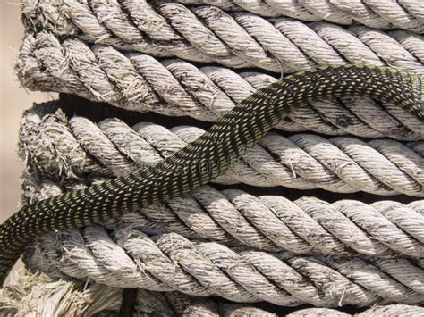 Paradise Tree Snake, Paradise Flying Snake On A Rope, Koh Adang Park, Thailand Stock Photo ...