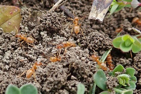 Yellow meadow ants | earthstar