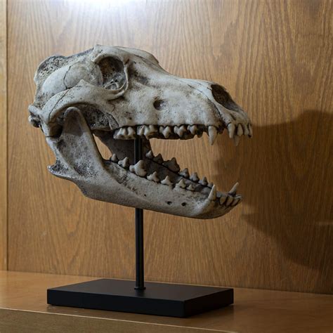 Ebros 12 Wide Replica Dinosaurs Dire Wolf Skeleton Skull Fossil Resin