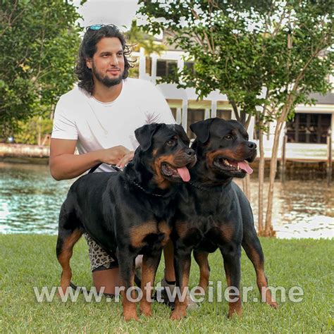 Guardian Rottweilers Sky Rottweiler Puppies Miami