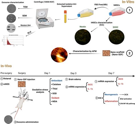 Scheme Of Experimental Study Design Human Embryonic Neural Stem Cells