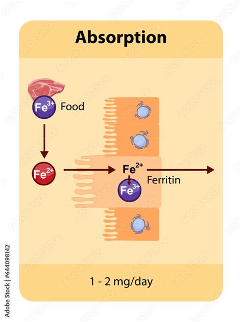 Iron Absorption Occurs Primarily In The Duodenum Where Dietary Iron Is Absorbed By Enterocytes