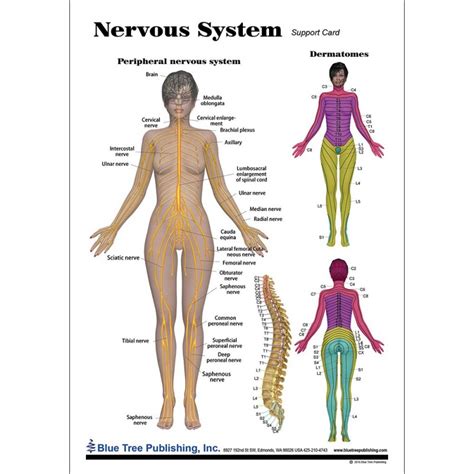 Anatomy Poster Human Nervous System Laminated Off