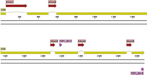 Structural Gene Map And Positional Primer Locations For Fungal Top1