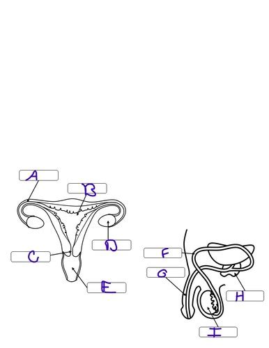 Underwood Human Aandp Reproductive System Flashcards Quizlet