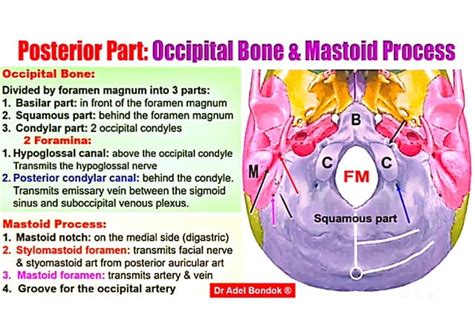 Osteology Of The Head Neck Dr Adel Bondok Pdf