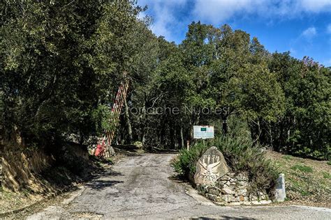 Nuoro Giunta Soddu In Ritardo Sulla Scuola Forestale Si Rischia Di