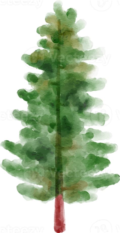 Winter Pine Tree Watercolor 12499570 Png