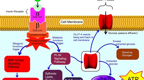 Insulin Signal Transduction Pathway Insulin Choices