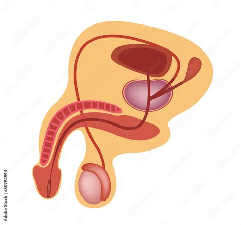 Male Reproductive System Vector Icon Vector De Stock Adobe Stock