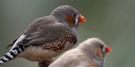 Zebra Finches Male And Female