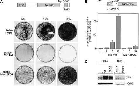 Negative Regulation Of The Mammalian UV Response By Myc Through