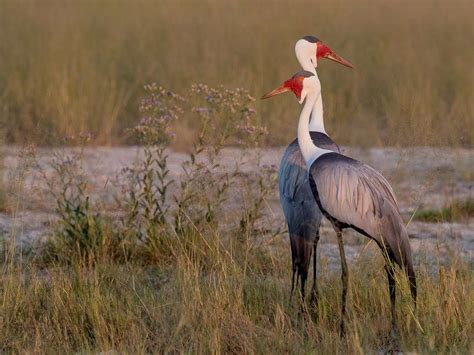 Celebrating South Africa’s Birding Big Day 2020