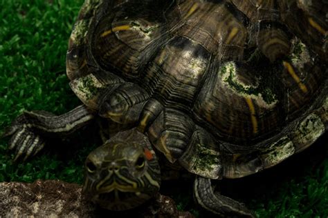 Turtle Shell Rot Signs Causes Treatment Vet Answer Hepper