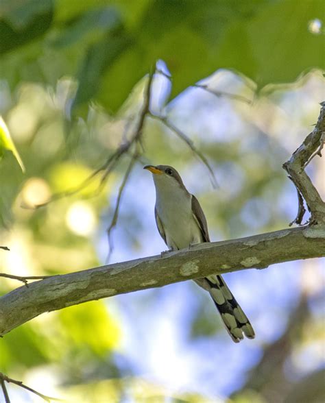 Yellow Billed Cuckoo Old Town