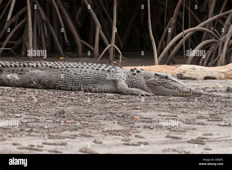 Saltwater Crocodile The Mud High Resolution Stock Photography And