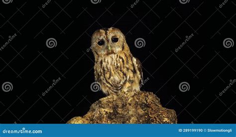 Tawny Owl Strix Aluco Adult Turning Its Head Looking Around