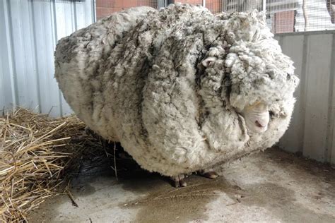 19 Facts About Sheep Wool Facts Net