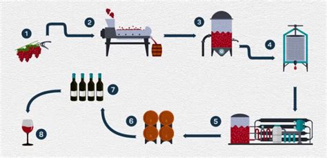 Guide Et Conseil Quelles Sont Les Tapes De Fabrication Du Vin