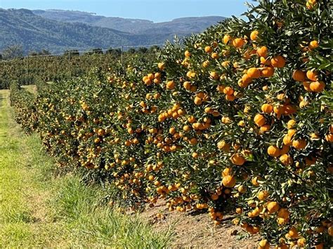 Safra de laranja 2023 24 do cinturão citrícola é reestimada em 307 22