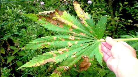 Identifying And Treating Cannabis Diseases Leaf Septoria Youtube