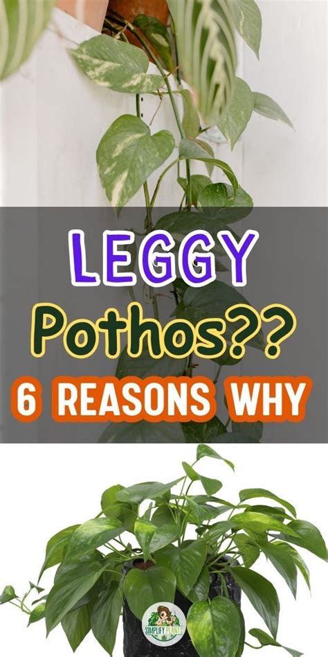 Leggy Pothos Plant 6 Reasons Why And What To Do Simplify Plants In 2024 Pothos Plant Care