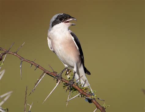 Lesser Grey Shrike Lanius Minor Buckham Birding