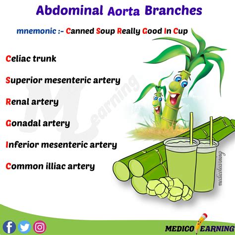 Aorta And Branches - RYZE Superfoods