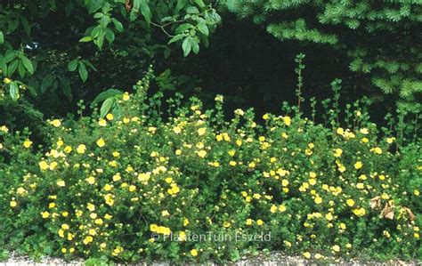 Potentilla Fruticosa Primrose Beauty Esveld Webshop