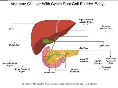 Liver Gallbladder And Pancreas Anatomy