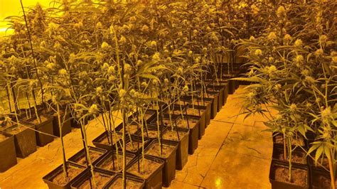 Descubren 315 plantas de marihuana en un piso de Móstoles Madridiario