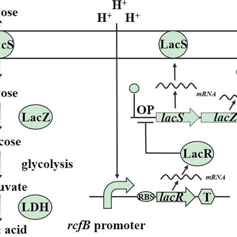 A Schematic Of Metabolic And Gene Regulation Network Model Of The Download Scientific Diagram