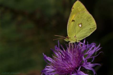 Free Images Nature Branch Plant Leaf Flower Fly Wildlife Green