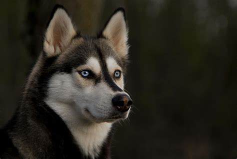 TODO lo que necesitas saber sobre la raza Husky Siberiano Guía completa