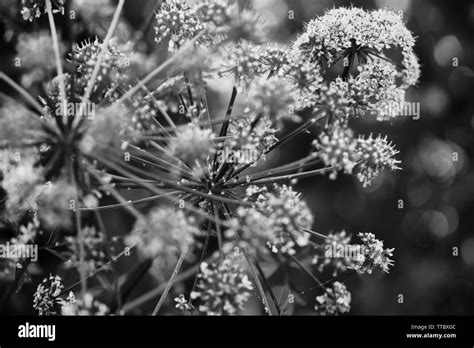 A Close Up Of Cow Parsnip Flowers With Blooms And Buds Stock Photo Alamy