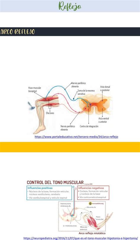 Sistema Muscular Udocz Sistema Muscular Formaci N Reticular Tono