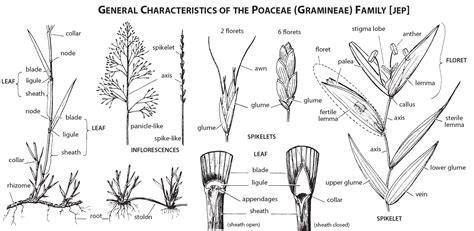 Grasses: A Guide To Identification Using Vegetative Characters ...