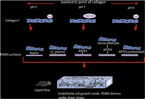 Microchannels Physics Of Surfaces Tu Darmstadt