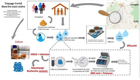 Identification Du Virus Du Covid Et Ses Variants Dans Les Eaux Us Es