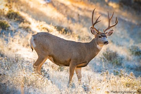 Mule Deer Buck In Moraine Rocky Mountain National Park Colorado