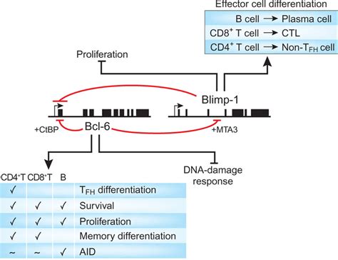 Bcl And Blimp Are Reciprocally Antagonistic Transcription