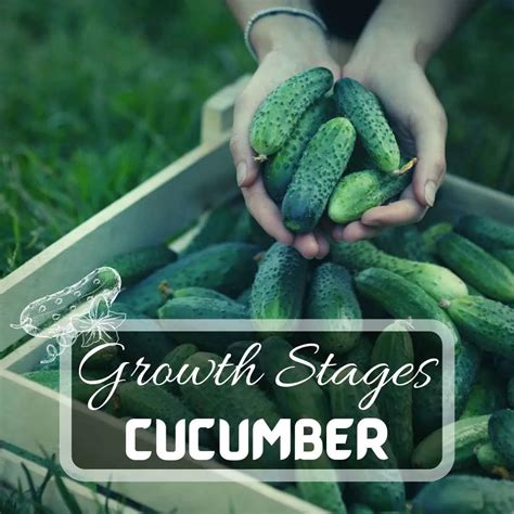 7 Cucumber Growth Stages Just Pure Gardening December 2023