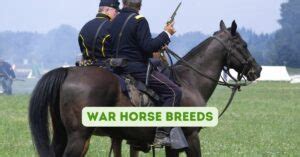 War Horse Breeds: A Guide to the Best Breeds for Battle - OwnTheHorse