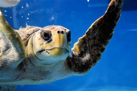 Sea Turtle 101: What Do Sea Turtles See? | South Carolina Aquarium