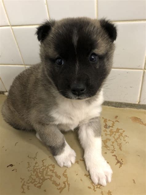 「緊急！子犬が収容されています！」山口県 犬の里親募集 481319 2枚目の画像 ペットのおうち【里親決定25万頭！】