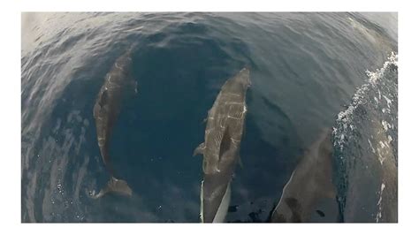 Dolphins Mating Along The Boat Utila Dive Centre Youtube