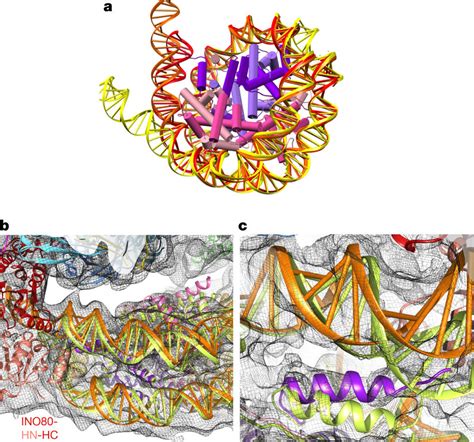 Nucleosome Distortion In The INO80nucleosome Complex A DNA Is Peeled