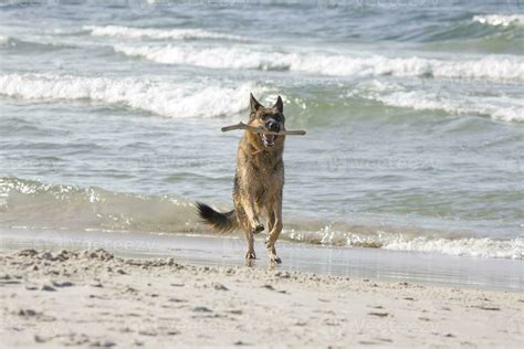 German Shepherd on the beach 31689668 Stock Photo at Vecteezy