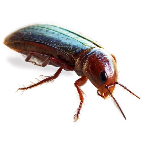 Download Roach Graphic Png 05242024