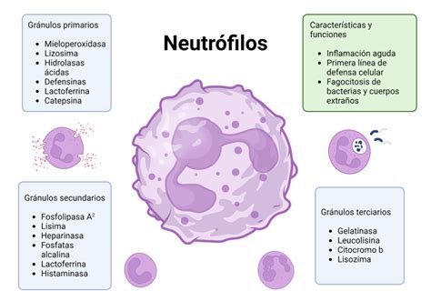 Neutrófilo PATOLOGIA GENERAL